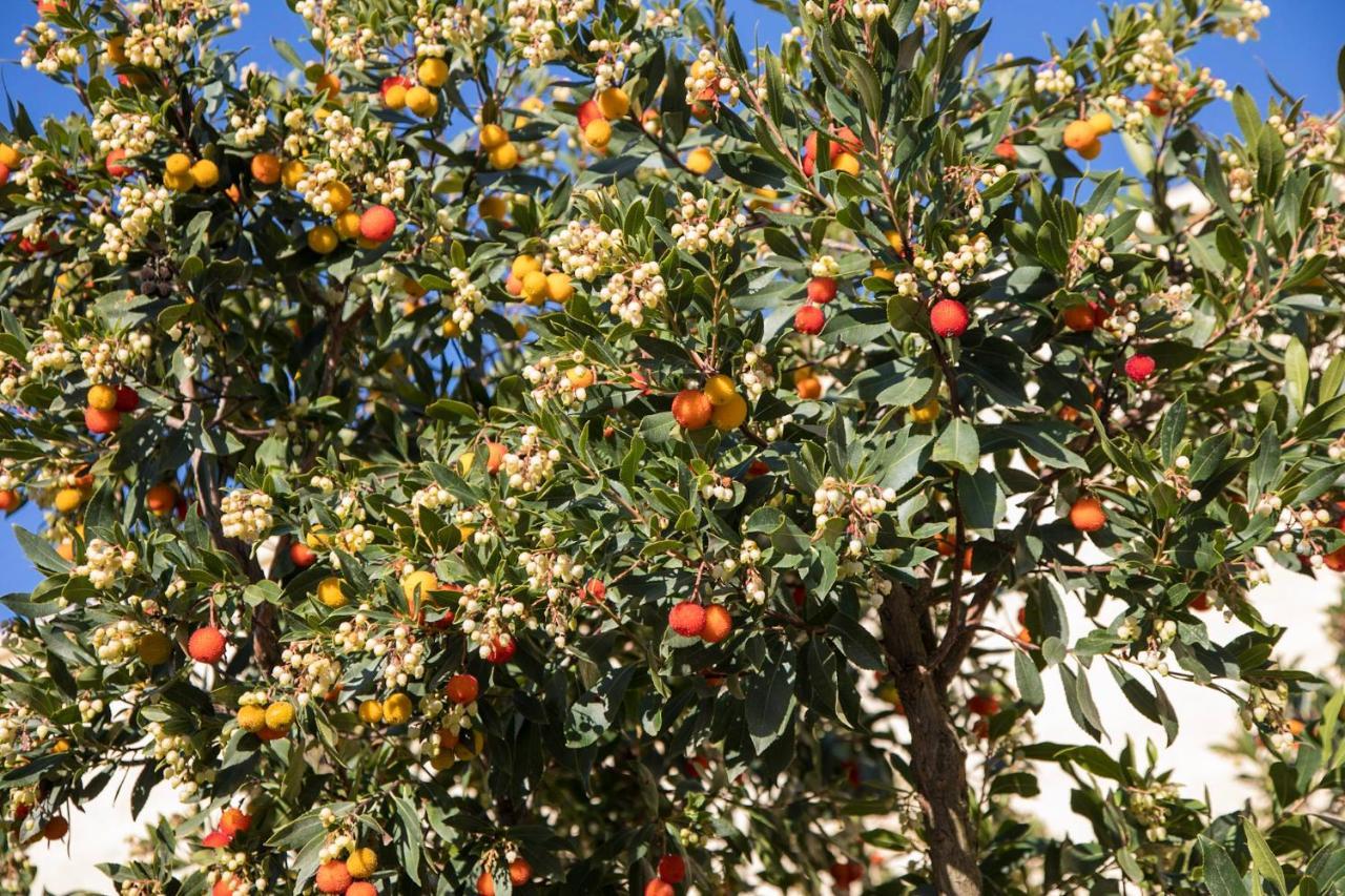 Masseria Lilei Lizzanello Екстериор снимка